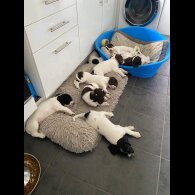 English Springer Spaniel