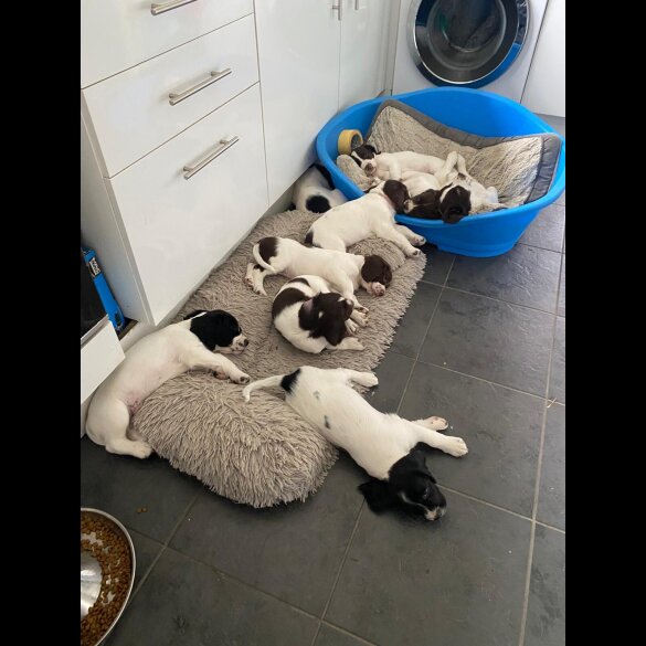 English Springer Spaniel