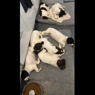 English Springer Spaniel