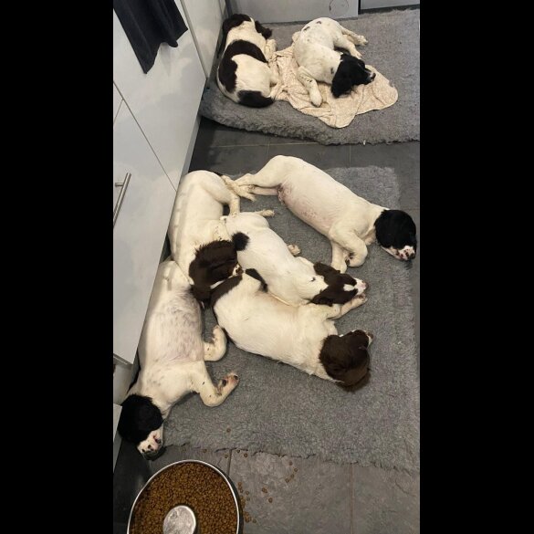 English Springer Spaniel