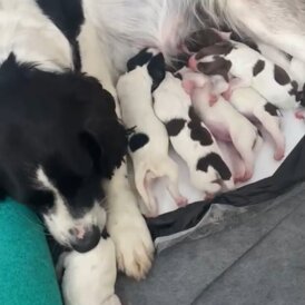 English Springer Spaniel