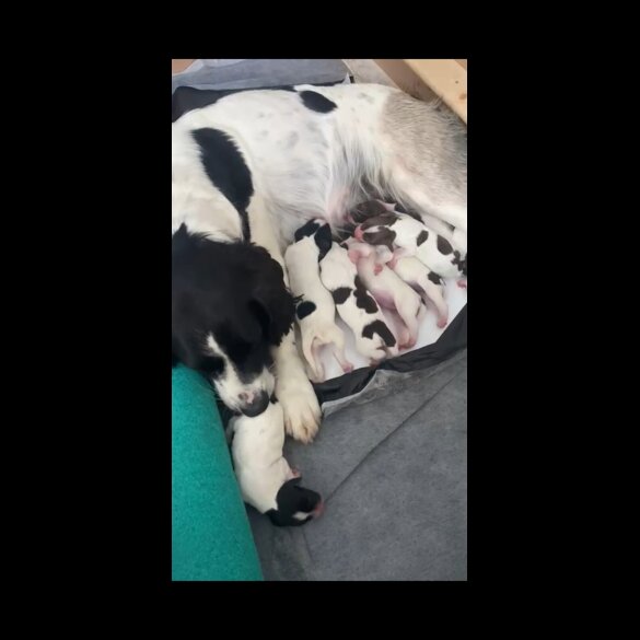 English Springer Spaniel