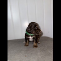 Sprocker Spaniel