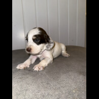 Sprocker Spaniel