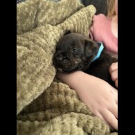 Staffordshire Bull Terrier