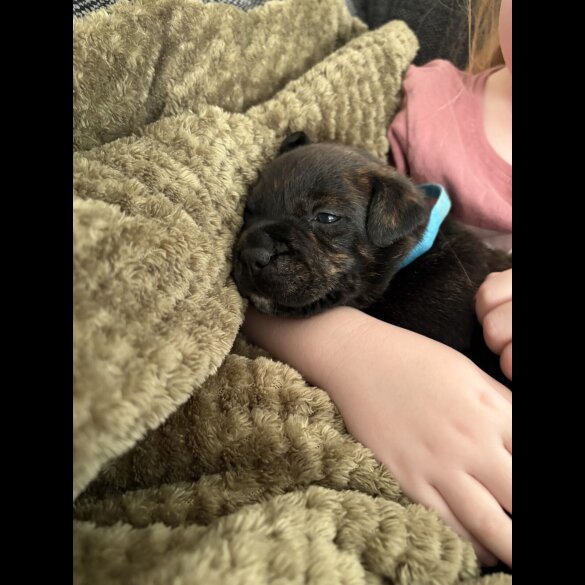 Staffordshire Bull Terrier