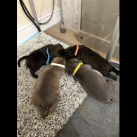 Staffordshire Bull Terrier