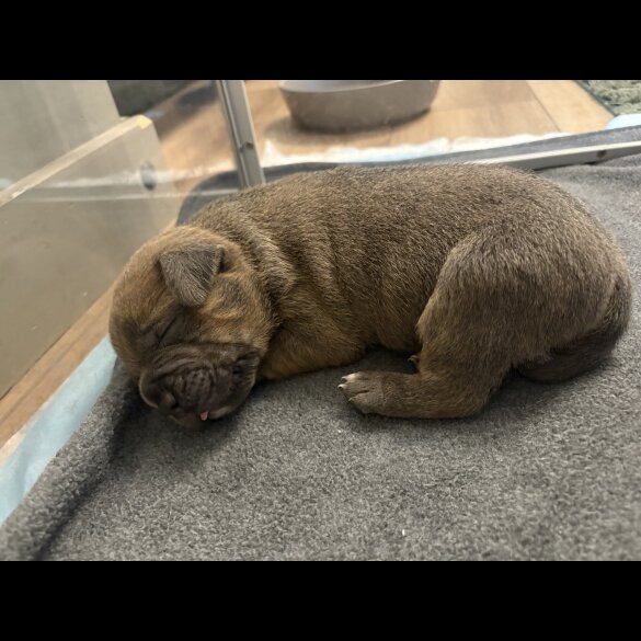 Staffordshire Bull Terrier