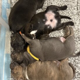 Staffordshire Bull Terrier