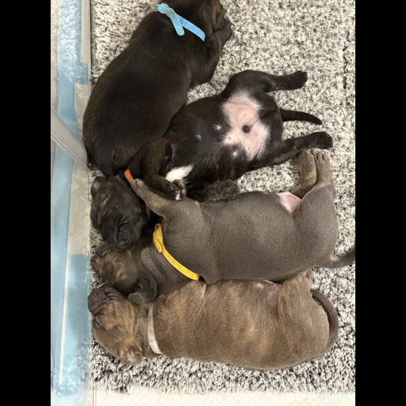 Staffordshire Bull Terrier