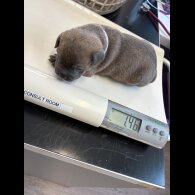 Staffordshire Bull Terrier