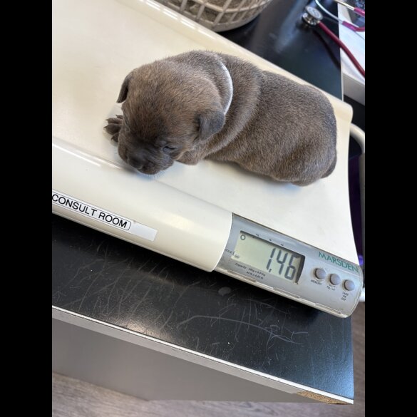 Staffordshire Bull Terrier