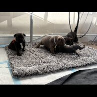 Staffordshire Bull Terrier