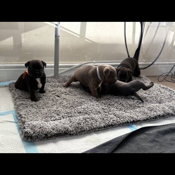 Staffordshire Bull Terrier