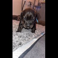 Staffordshire Bull Terrier