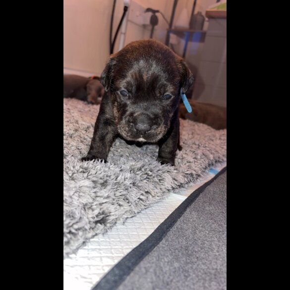 Staffordshire Bull Terrier