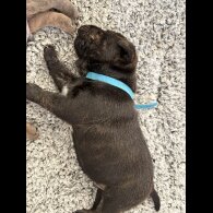 Staffordshire Bull Terrier