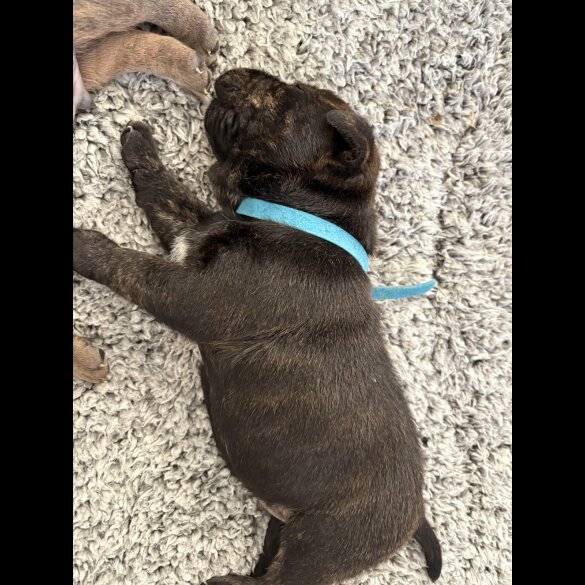 Staffordshire Bull Terrier