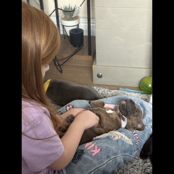 Staffordshire Bull Terrier