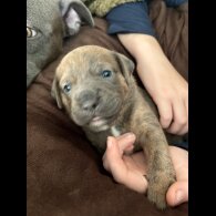 Staffordshire Bull Terrier