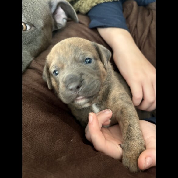 Staffordshire Bull Terrier