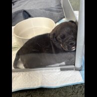 Staffordshire Bull Terrier