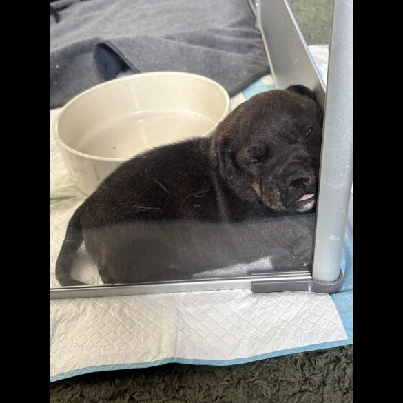 Staffordshire Bull Terrier