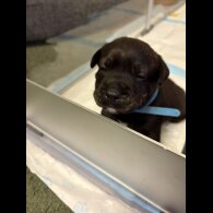 Staffordshire Bull Terrier