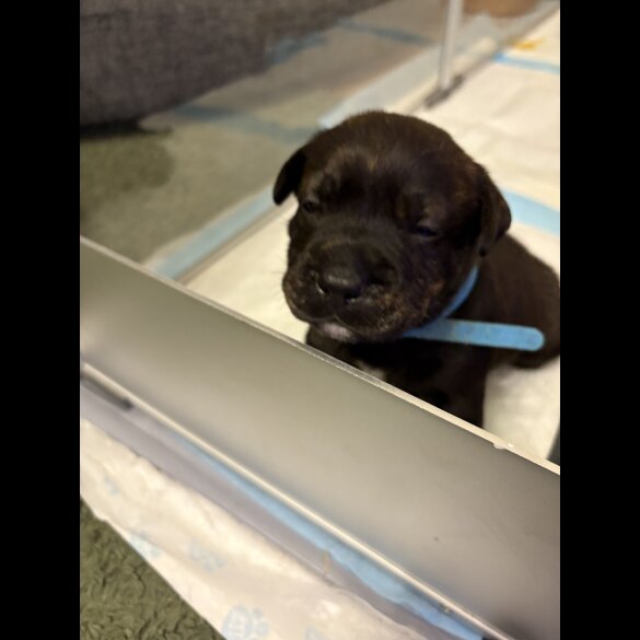 Staffordshire Bull Terrier