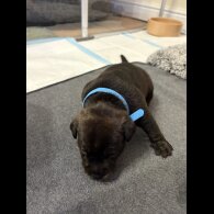 Staffordshire Bull Terrier