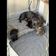 Staffordshire Bull Terrier