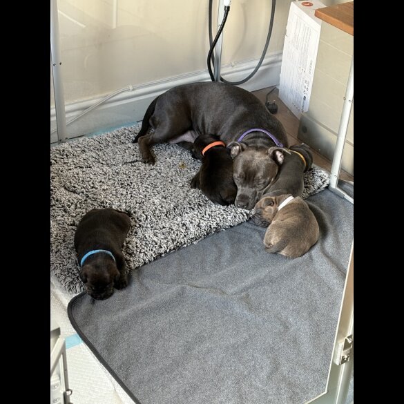 Staffordshire Bull Terrier