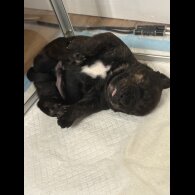 Staffordshire Bull Terrier