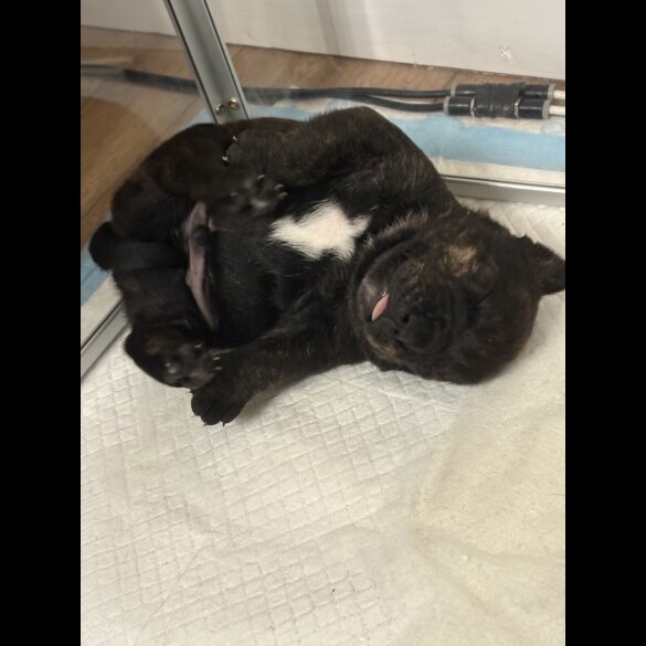 Staffordshire Bull Terrier