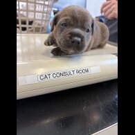 Staffordshire Bull Terrier