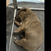 Staffordshire Bull Terrier