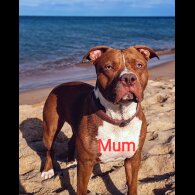 Staffordshire Bull Terrier