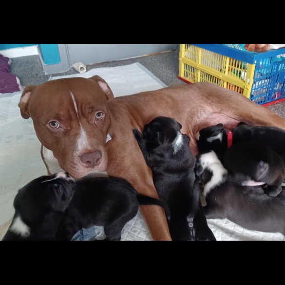 Staffordshire Bull Terrier