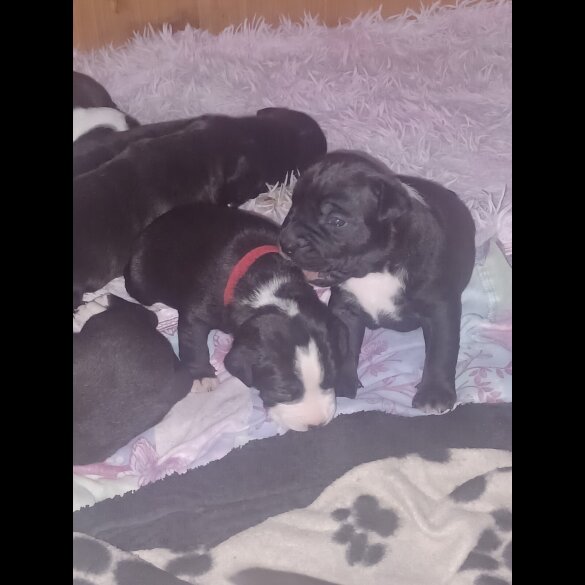 Staffordshire Bull Terrier