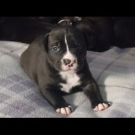 Staffordshire Bull Terrier