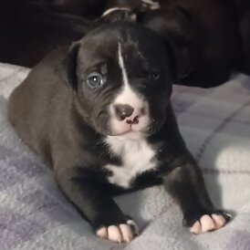 Staffordshire Bull Terrier