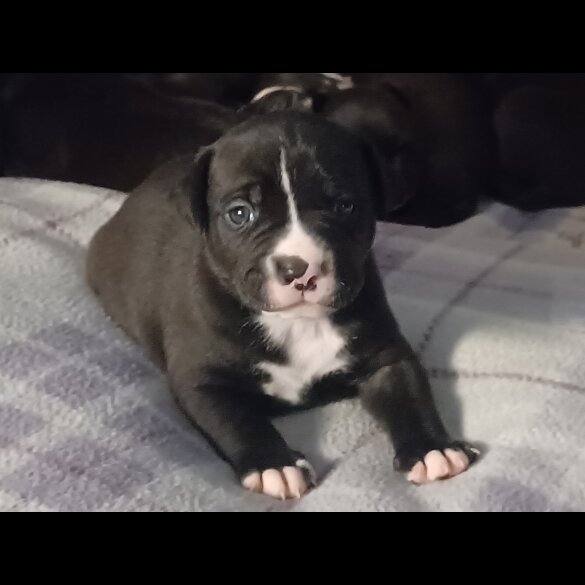 Staffordshire Bull Terrier