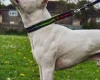 Staffordshire Bull Terrier
