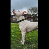 Staffordshire Bull Terrier