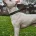Staffordshire Bull Terrier