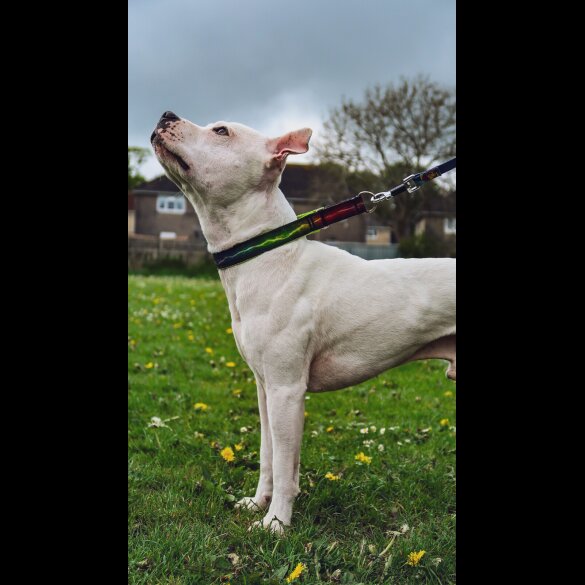 Staffordshire Bull Terrier