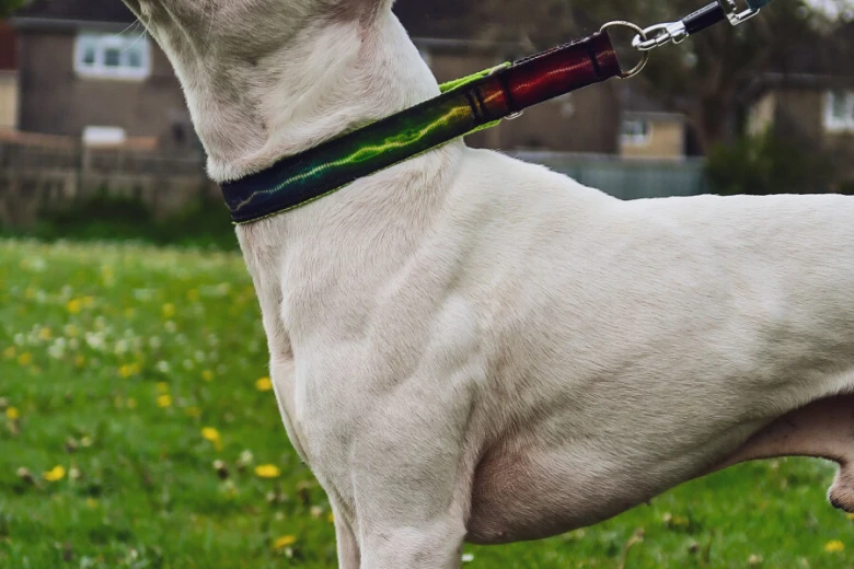 Staffordshire Bull Terrier