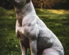Staffordshire Bull Terrier