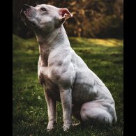 Staffordshire Bull Terrier