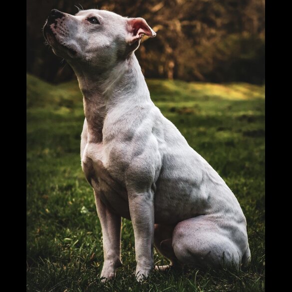 Staffordshire Bull Terrier